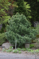 Elf White Pine (Pinus strobus 'Elf') at Lakeshore Garden Centres