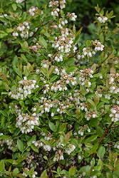 Lowbush Blueberry (Vaccinium angustifolium) at Lakeshore Garden Centres