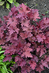 Tayberry Coral Bells (Heuchera 'Tayberry') at Lakeshore Garden Centres