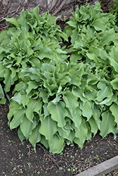 Joy Ride Hosta (Hosta 'Joy Ride') at Lakeshore Garden Centres