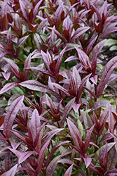 Onyx and Pearls Beard Tongue (Penstemon 'Onyx and Pearls') at Lakeshore Garden Centres