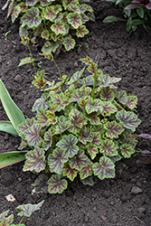 Dale's Strain Coral Bells (Heuchera americana 'Dale's Strain') at Lakeshore Garden Centres