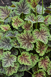 Dale's Strain Coral Bells (Heuchera americana 'Dale's Strain') at Lakeshore Garden Centres