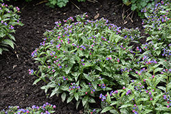 Spot On Lungwort (Pulmonaria 'Spot On') at Lakeshore Garden Centres