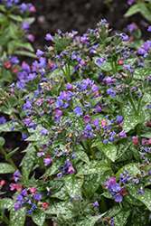 Spot On Lungwort (Pulmonaria 'Spot On') at Lakeshore Garden Centres
