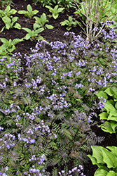 Heaven Scent Jacob's Ladder (Polemonium 'Heaven Scent') at Lakeshore Garden Centres