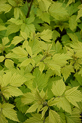 Golden Ruby Salmonberry (Rubus spectabilis 'Golden Ruby') at Lakeshore Garden Centres