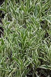Variegated Obedient Plant (Physostegia virginiana 'Variegata') at Lakeshore Garden Centres