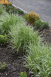 Lightning Strike Variegated Reed Grass (Calamagrostis x acutiflora 'Lightning Strike') at Lakeshore Garden Centres