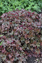Rachel Coral Bells (Heuchera 'Rachel') at Lakeshore Garden Centres