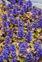 Feathered Friends Parrot Paradise Bugleweed (Ajuga 'Parrot Paradise') at Lakeshore Garden Centres