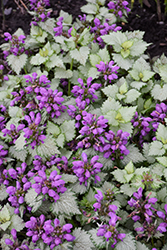 Ghost Spotted Dead Nettle (Lamium maculatum 'Ghost') at Lakeshore Garden Centres