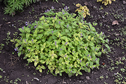 Limelight Catmint (Nepeta x faassenii 'Limelight') at Lakeshore Garden Centres