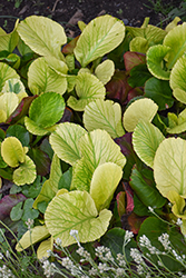 Solar Flare Bergenia (Bergenia 'Solar Flare') at Lakeshore Garden Centres