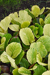 Solar Flare Bergenia (Bergenia 'Solar Flare') at Lakeshore Garden Centres