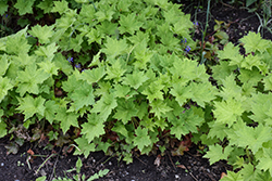Hairy Alumroot (Heuchera villosa) at Lakeshore Garden Centres
