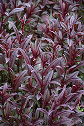 Blackbeard Beard Tongue (Penstemon 'Blackbeard') at Lakeshore Garden Centres