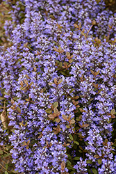 Chocolate Chip Bugleweed (Ajuga reptans 'Chocolate Chip') at Lakeshore Garden Centres