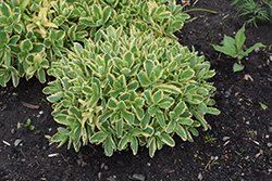 Frosted Fire Stonecrop (Sedum 'Frosted Fire') at Lakeshore Garden Centres