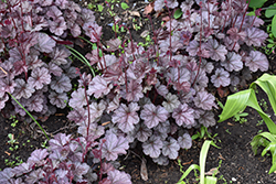 Swirling Fantasy Coral Bells (Heuchera 'Swirling Fantasy') at Lakeshore Garden Centres