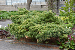 Elkins Dwarf Eastern White Pine (Pinus strobus 'Elkins Dwarf') at Lakeshore Garden Centres