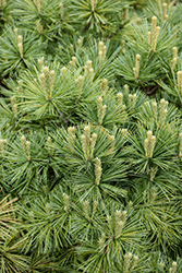 Elkins Dwarf Eastern White Pine (Pinus strobus 'Elkins Dwarf') at Lakeshore Garden Centres