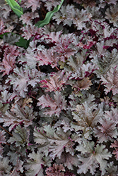 Purple Petticoats Coral Bells (Heuchera 'Purple Petticoats') at Lakeshore Garden Centres
