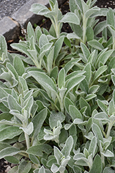 Fuzzy Wuzzy Lamb's Ears (Stachys byzantina 'Fuzzy Wuzzy') at Lakeshore Garden Centres