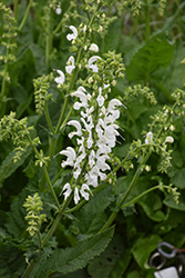 Ballet Swan Lake Sage (Salvia pratensis 'Swan Lake') at Lakeshore Garden Centres