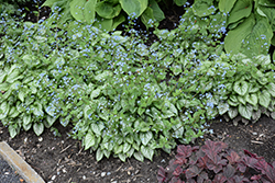 Jack Frost Bugloss (Brunnera macrophylla 'Jack Frost') at Lakeshore Garden Centres