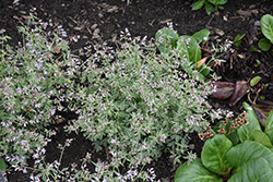 Touch Of Class Jacob's Ladder (Polemonium reptans 'Touch Of Class') at Lakeshore Garden Centres