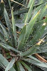 Hairy Adam's Needle (Yucca filamentosa 'Hairy') at Lakeshore Garden Centres