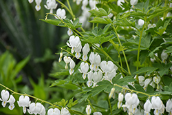 White Bleeding Heart (Dicentra spectabilis 'Alba') at Lakeshore Garden Centres