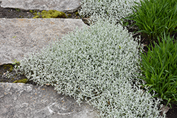 Silver Carpet Snow-In-Summer (Cerastium tomentosum 'Silver Carpet') at Lakeshore Garden Centres