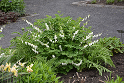 White Bleeding Heart (Dicentra spectabilis 'Alba') at Lakeshore Garden Centres