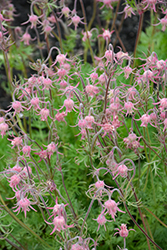 Prairie Smoke (Geum triflorum) at Lakeshore Garden Centres