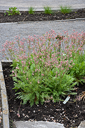Prairie Smoke (Geum triflorum) at Lakeshore Garden Centres