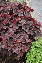 Palace Purple Coral Bells (Heuchera micrantha 'Palace Purple') at Lakeshore Garden Centres