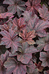 Palace Purple Coral Bells (Heuchera micrantha 'Palace Purple') at Lakeshore Garden Centres