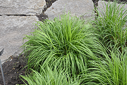 Korean Reed Grass (Calamagrostis arundinacea) at Lakeshore Garden Centres