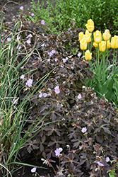 Crane Dance Cranesbill (Geranium maculatum 'Crane Dance') at Lakeshore Garden Centres