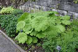 Astilboides (Astilboides tabularis) at Lakeshore Garden Centres