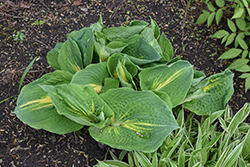 Thunderbolt Hosta (Hosta 'Thunderbolt') at Lakeshore Garden Centres