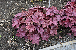 Beaujolais Coral Bells (Heuchera 'Beaujolais') at Lakeshore Garden Centres