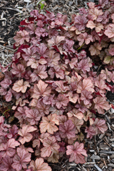 Encore Coral Bells (Heuchera 'Encore') at Lakeshore Garden Centres