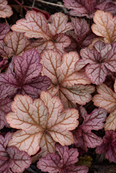 Encore Coral Bells (Heuchera 'Encore') at Lakeshore Garden Centres