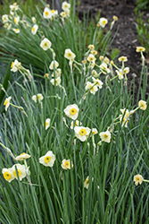 Minnow Miniature Daffodil (Narcissus 'Minnow') at Lakeshore Garden Centres