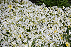 White Delight Moss Phlox (Phlox subulata 'White Delight') at Lakeshore Garden Centres