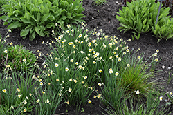 Minnow Miniature Daffodil (Narcissus 'Minnow') at Lakeshore Garden Centres