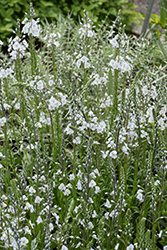 Gentian Speedwell (Veronica gentianoides) at Lakeshore Garden Centres